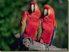 parrot3