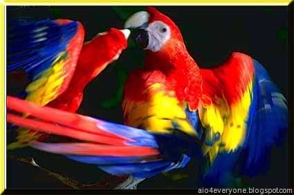 [parrot5[2].jpg]