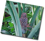 cultivo_pina_two cultivo_pina_two