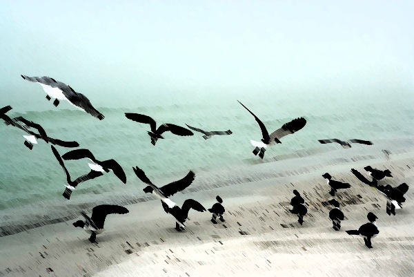 [seagulls[12].jpg]