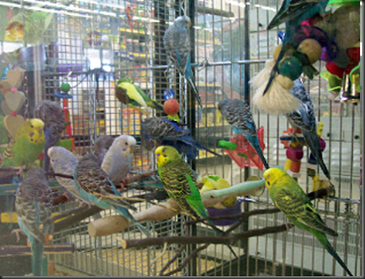 petsmarts birds