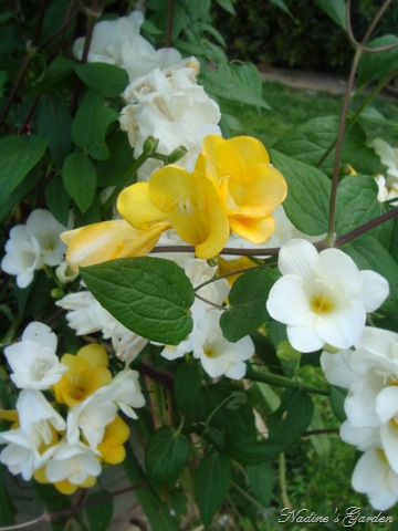 [mom's garden 006[14].jpg]