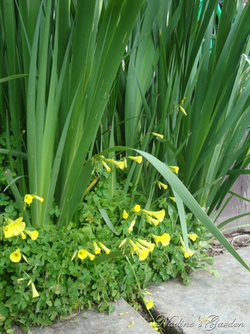 [mom's garden 059[12].jpg]