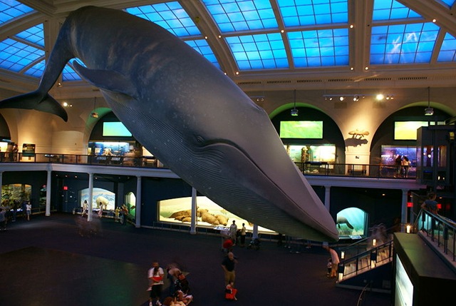 800px-Blue_Whale_Nat'l_Hist_Museum 800px-Blue_Whale_Nat'l_Hist_Museum