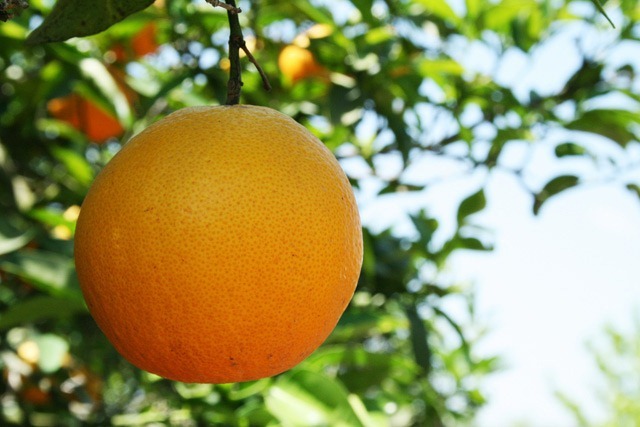 orange_tree orange_tree