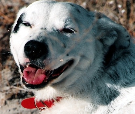 [Mr P -Smiling Dog[2].jpg]