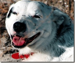 Mr P -Smiling Dog
