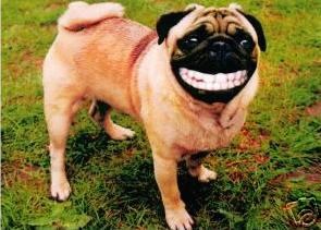 [Smiling dog[2].jpg]