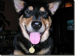 smiling.black.dog-705903