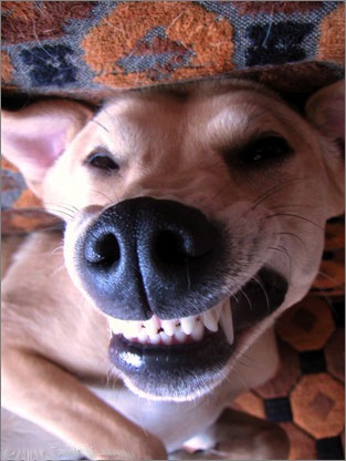 [Smiling_dog[2].jpg]