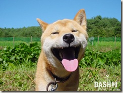 9418528.WallpaperAnimalSmilingDog