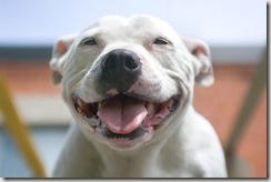 smiling-dog
