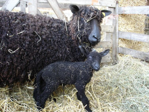 Lambing Season | Lambing season  - Our maternity ward will be open and ready to receive lots of lovely lambs | Church Farm, Downham Market, West Norfolk, England, UK