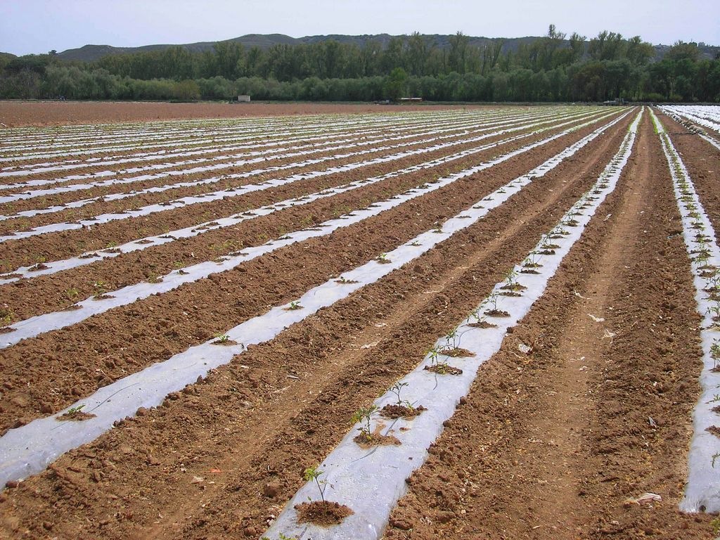 [Campo sembrado de pimientos[5].jpg]