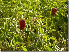Los últimos frutos