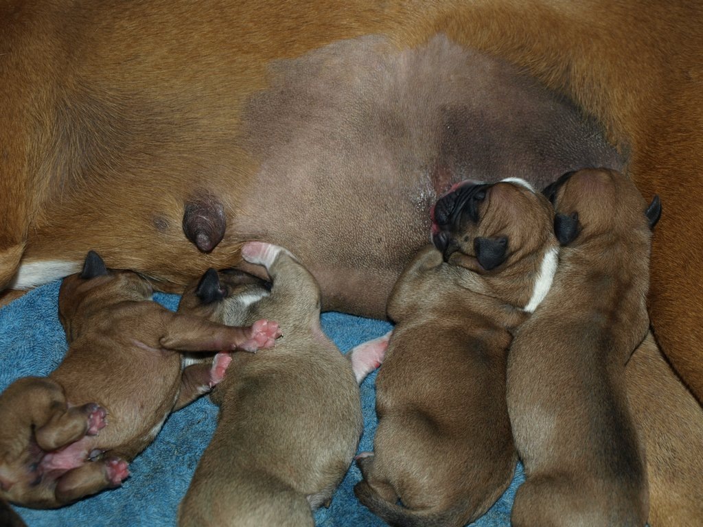 [Lican y Laika00009[3].jpg]