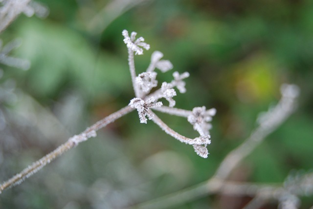 Frosty dill