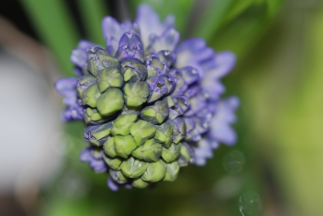 Blue hyacinth buds