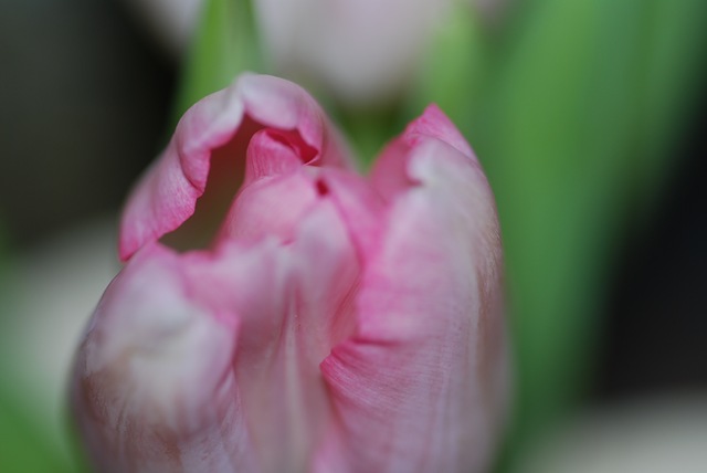 First pink tulip