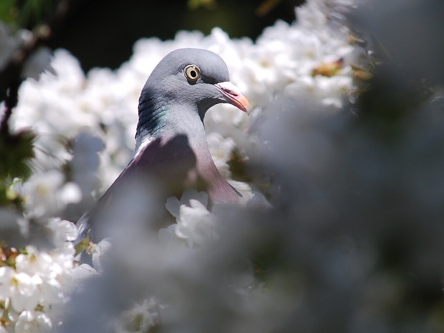 Pigeon in blossom