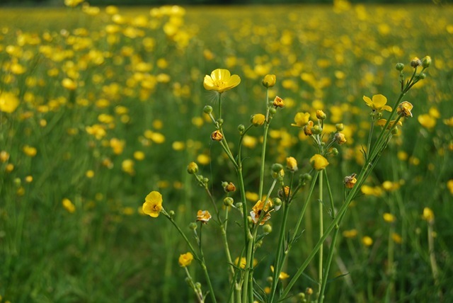 Buttercup field