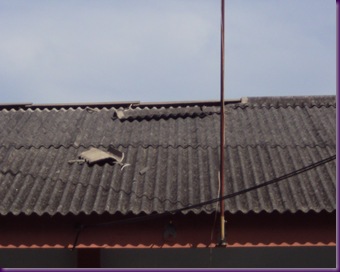 DSC02963
