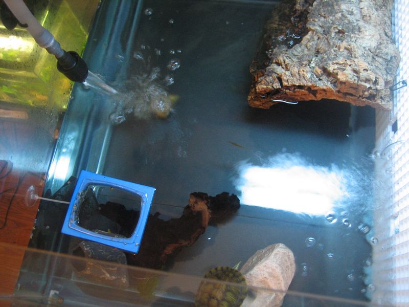 pet turtle tank