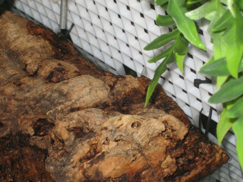 corkbark turtle basking area attached to eggcrate tank divider