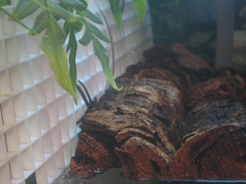 corkbark turtle basking area attached to tank divider
