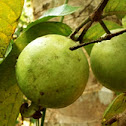 Guava