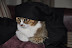 Is he an Arab prince? or just a sleepy cat?