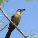 Boat-tailed Grackle female