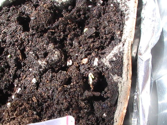 [Seedlings March 30 2011_1[4].jpg]