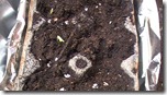 Seedlings March 31 2011