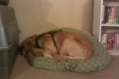 Hope curled up on a dog bed, with her head facing the wall..she is wearing a leather harness which fits like a normal dog walking harness, but with a handle attached at the back.