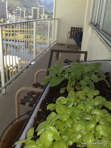 hanging tomato basket www.RickNakama.com TOPIC