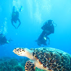 2009 12 09 Mexico Diving