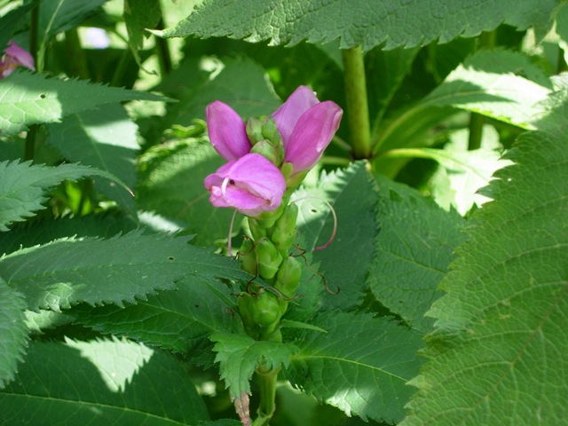 [Turtlehead0023.jpg]
