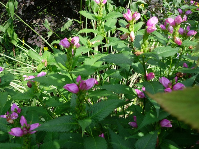 [Turtlehead0043.jpg]