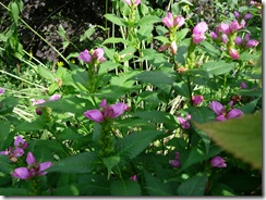 Turtlehead 004