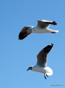 DSCF3197.JPG