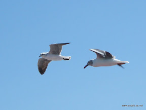 DSCF3199.JPG