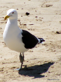 DSCF3244.JPG