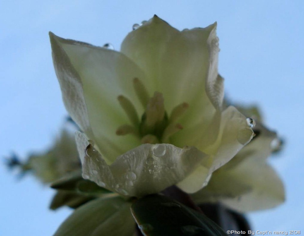 [Yucca flower watered[12].jpg]