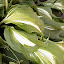 Hosta-Undulata