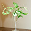 Pothos-'Marble Queen'