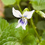 Violets-white & purple