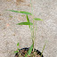 Bamboo-Japanese Arrow