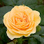 Rose-Julia Child