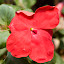 Impatiens-regular red